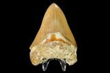 Serrated, Fossil Megalodon Tooth - Indonesia #149829-2